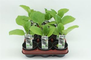 Afbeelding van Aubergine Bio